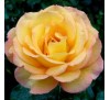 Роза Роуз де Мон Марсан (Rose de Mont Marsan)